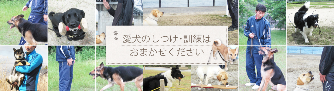 愛犬のしつけ・訓練はおまかせください