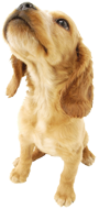 犬